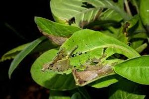 uploads/images/pest/sapota budworm.jpg